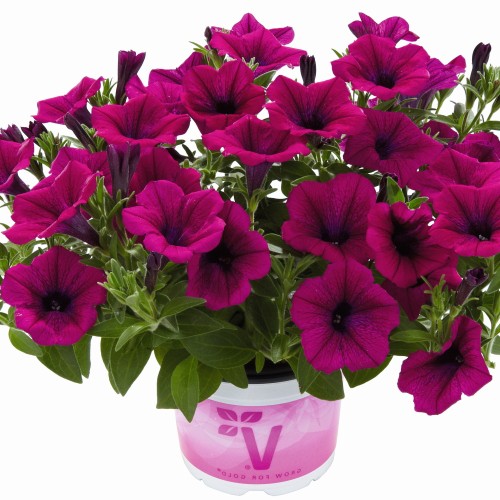 Petunia atkinsiana 'Fortado® Purple' - Petuunia 'Fortado® Purple' P9/0,55L